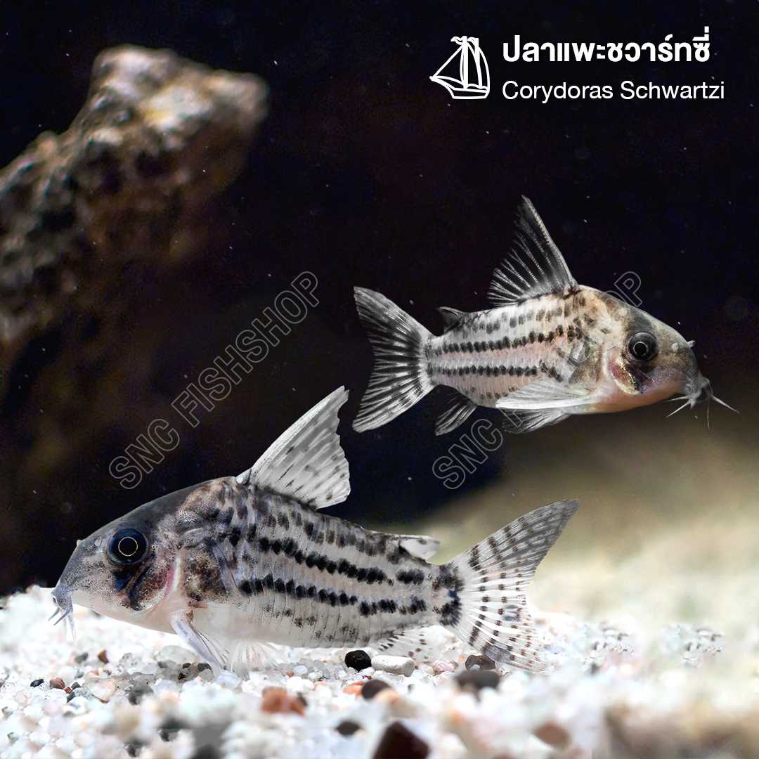 ปลาแพะชวาร์ทซี่ (Corydoras Schwartzi) ขายเซทละ 2ตัว ไซส์ประมาณ 2.5cm