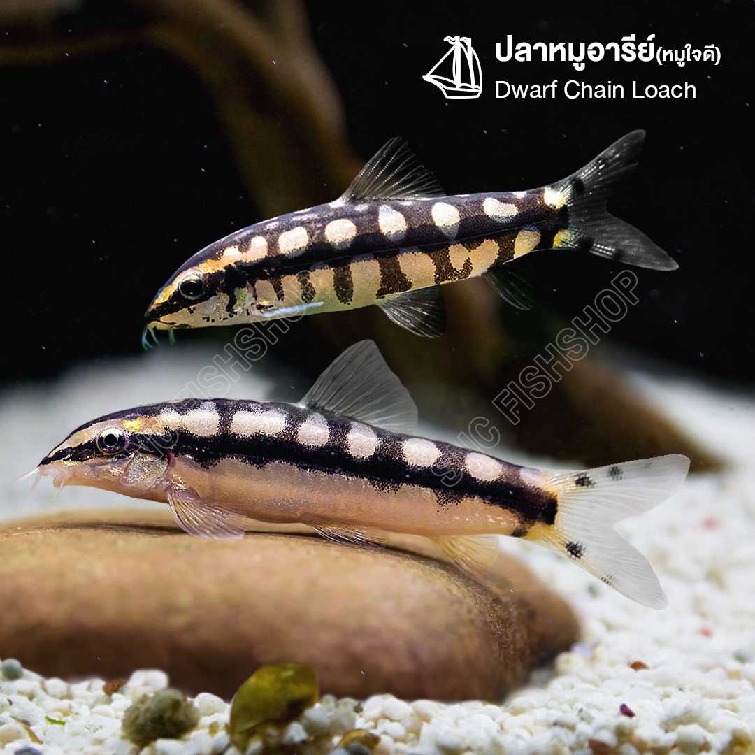 ปลาหมูอารีย์ (หมูใจดี) (Dwarf Chain Loach) ขายเซทละ 2ตัว/5ตัว ไซส์ประมาณ 4cm.