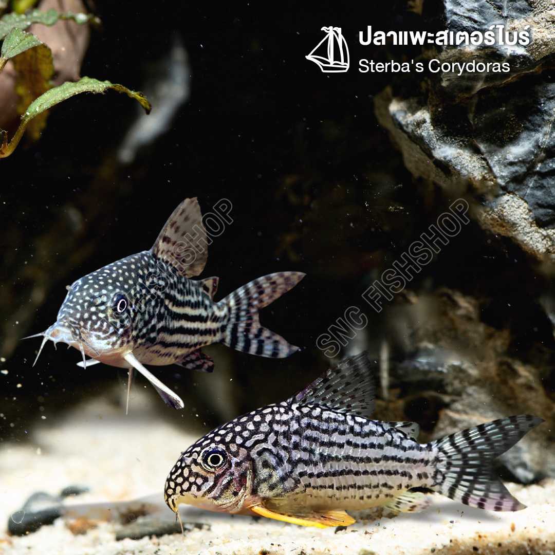 ปลาแพะสเตอร์ไบร์ (Sterba's Corydoras) ขายเซทละ 2ตัว/5ตัว ไซส์ประมาณ 2cm.