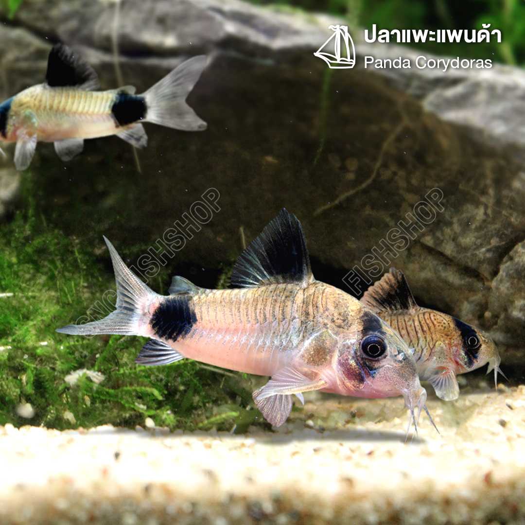 ปลาแพะแพนด้า(Panda Corydoras) ขายเซทละ 2ตัว/4ตัว/6ตัว ไซส์ประมาณ 2cm.