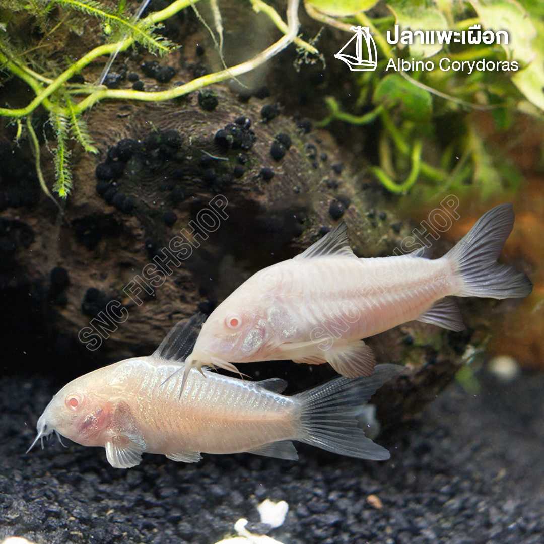 ปลาแพะเผือก (Albino Corydoras) ขายเซทละ 2ตัว/5ตัว/12ตัว ไซส์ประมาณ 2cm.