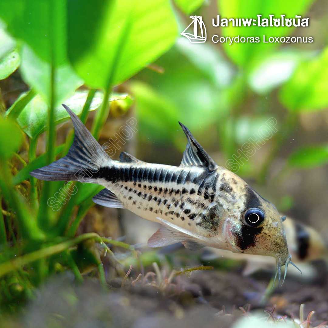 ปลาแพะโลโซโซนัส (Corydoras Loxozonus) ขายเซตละ 1ตัว/2ตัว  ไซส์ประมาณ 2.5cm.