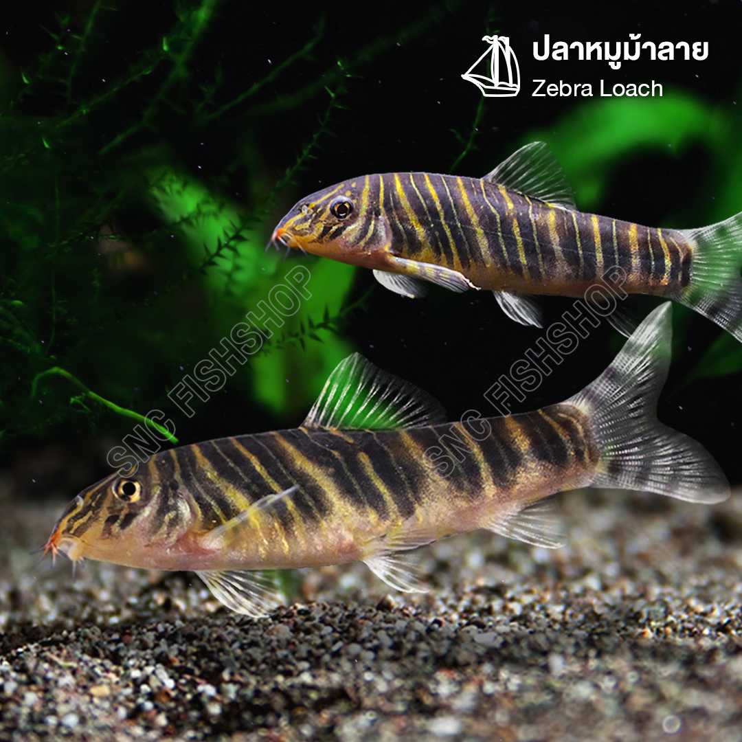 ปลาหมูม้าลาย (Zebra Loach) ขายเซทละ 2ตัว/5ตัว ไซส์ประมาณ 5cm.