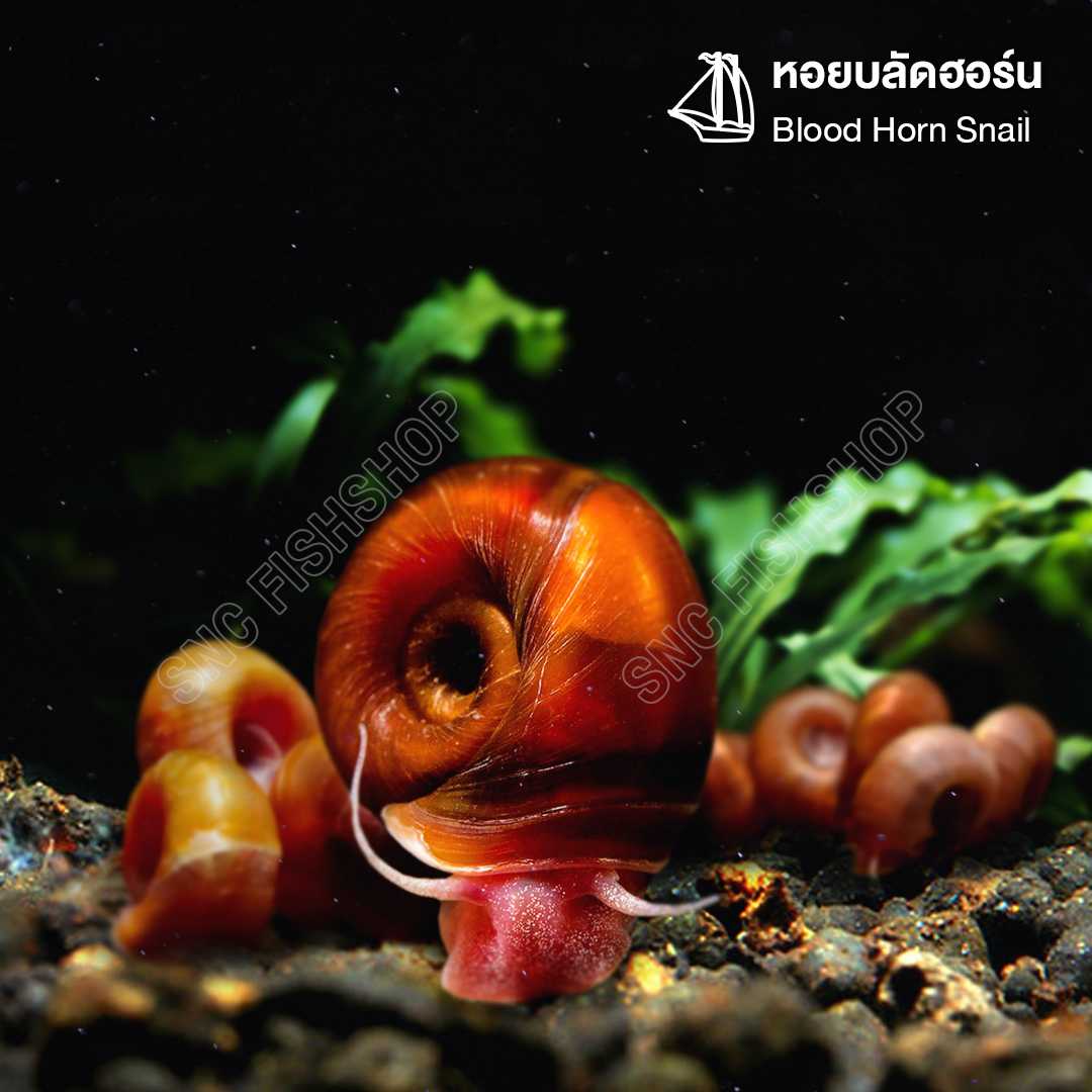 หอยบลัดฮอร์น (Blood Horn Snail) ขายเซทละ 5ตัว/12ตัว ไซส์ 1cm.