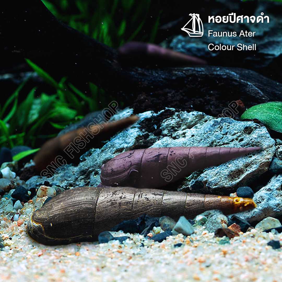 หอยปีศาจดำ (Faunus Ater Colour Shell) ขายเซทละ 5ตัว/12ตัว ไซส์ประมาณ 5cm.
