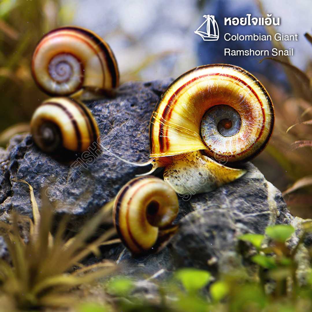 หอยไจแอ้น (Colombian Giant Ramshorn Snail) ขายเซทละ 5ตัว/12ตัว ไซส์ประมาณ 2cm.