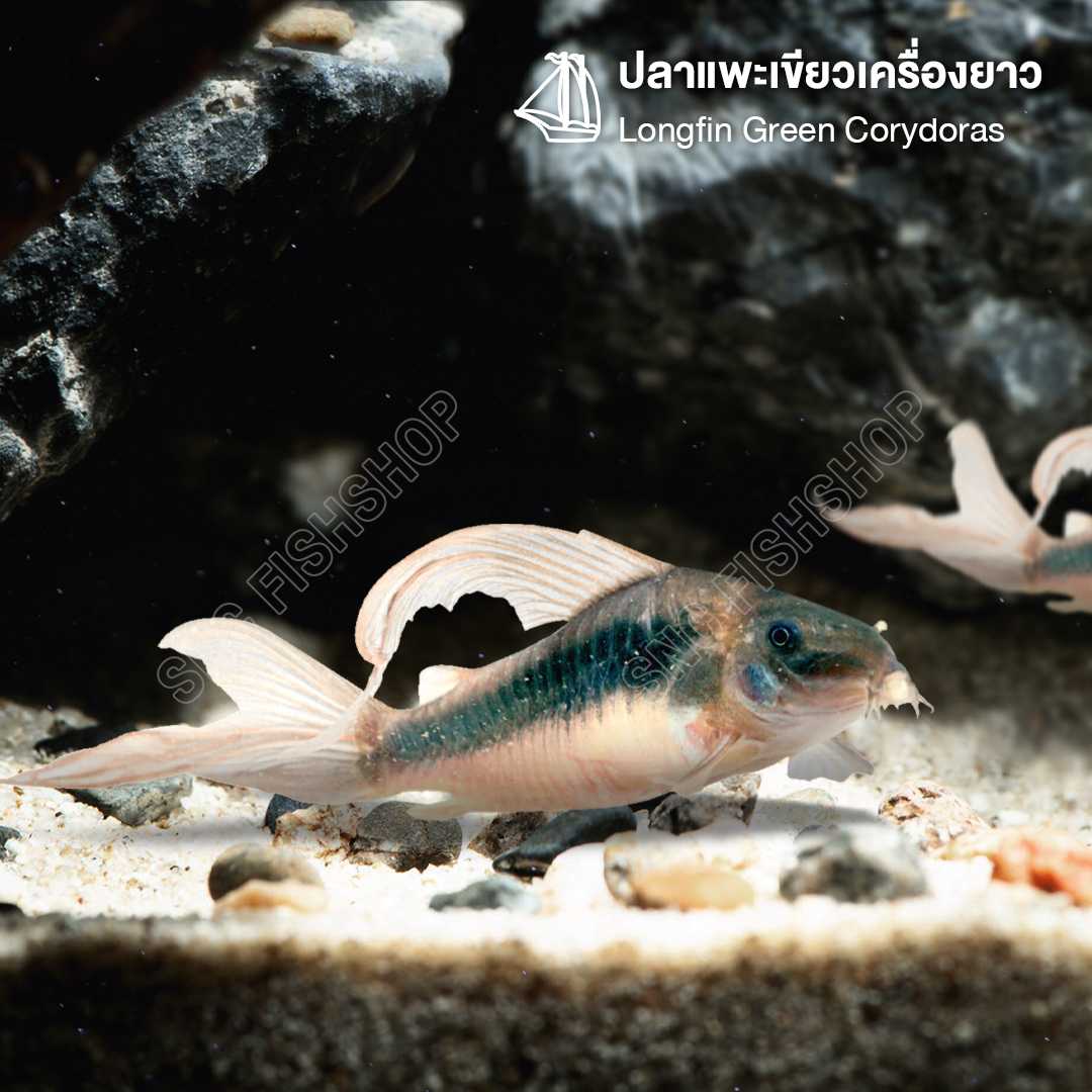 ปลาแพะเขียวเครื่องยาวไซส์เต็มวัย (Longfin Green Corydoras) ขายเซทละ 2ตัว ไซส์ XL 4cm.