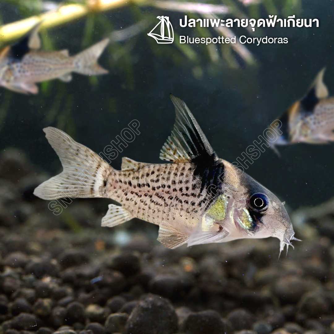 แพะลายจุดฟ้าเกียนา (Bluespotted Corydoras) ขายเซทละ 1ตัว/2ตัว ไซส์ประมาณ 3cm.