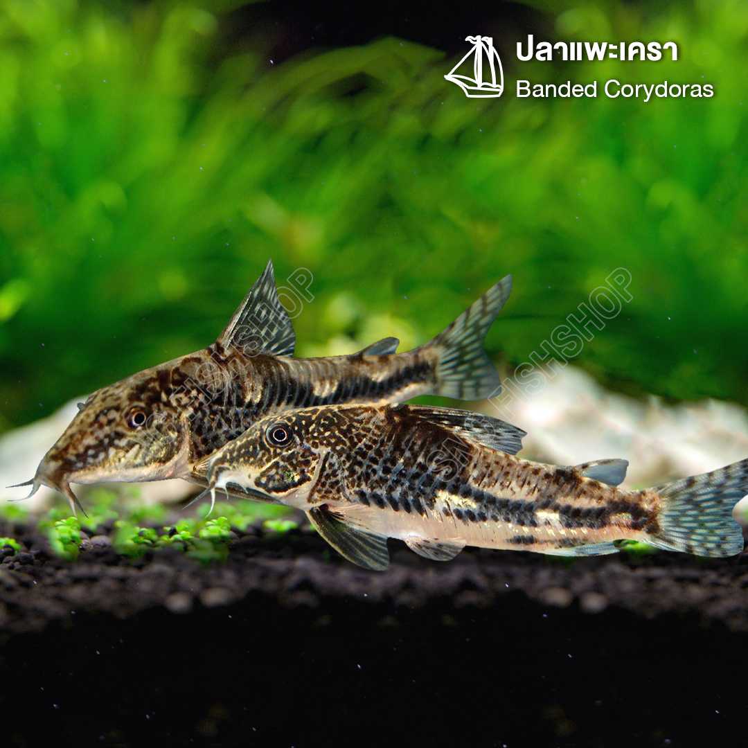 ปลาแพะเครา (Banded Corydoras) ขายเซทละ 1ตัว/2ตัว ไซส์ประมาณ 2cm.