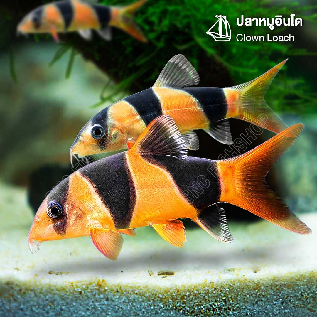 ปลาหมูอินโด (Clown Loach) ขายเซทละ 2ตัว มี 3 ไซส์ 6.5cm/8.5cm/10cm