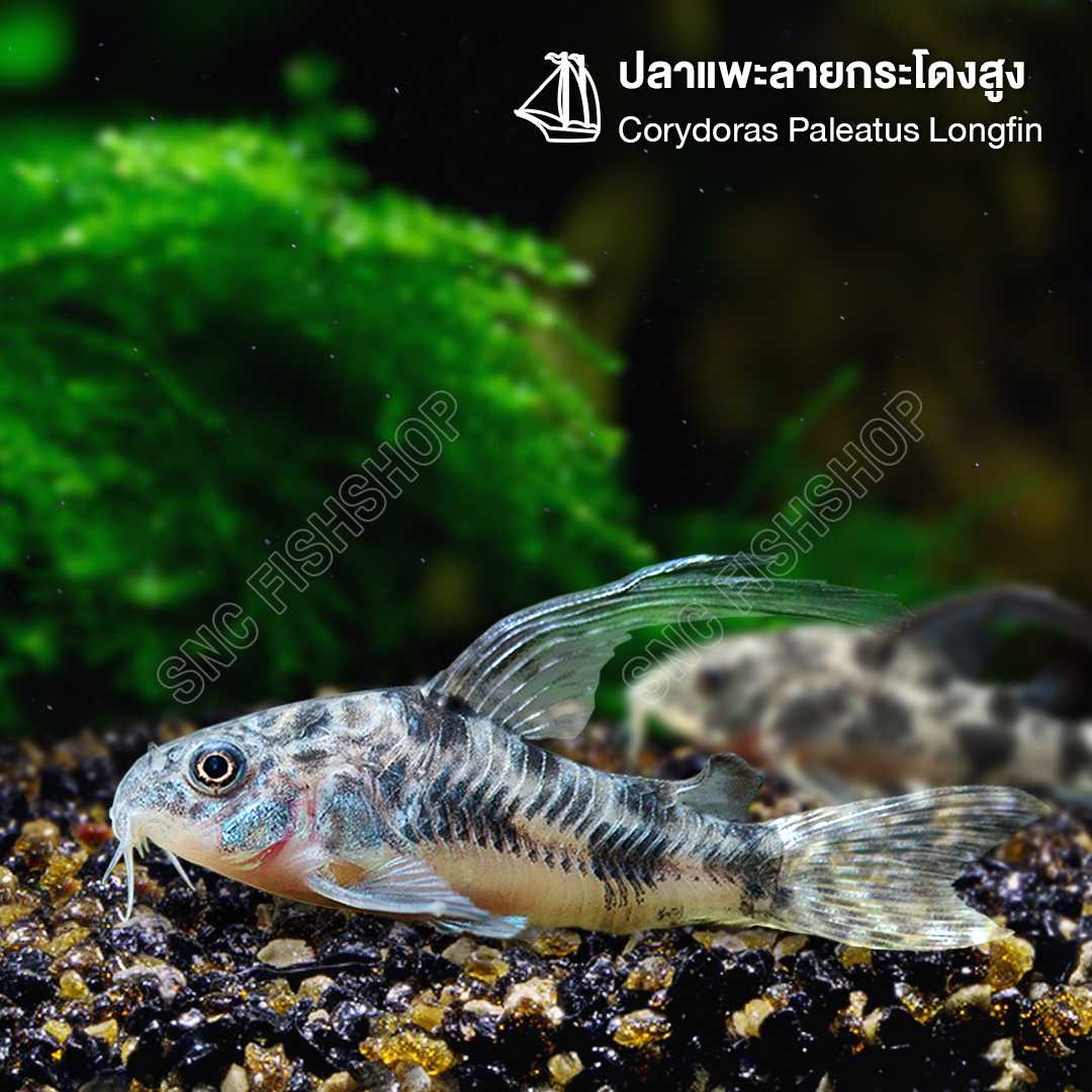 ปลาแพะลายกระโดงสูง (Corydoras Paleatus Hifin) ขายเซทละ 2ตัว ไซส์ XL 4cm