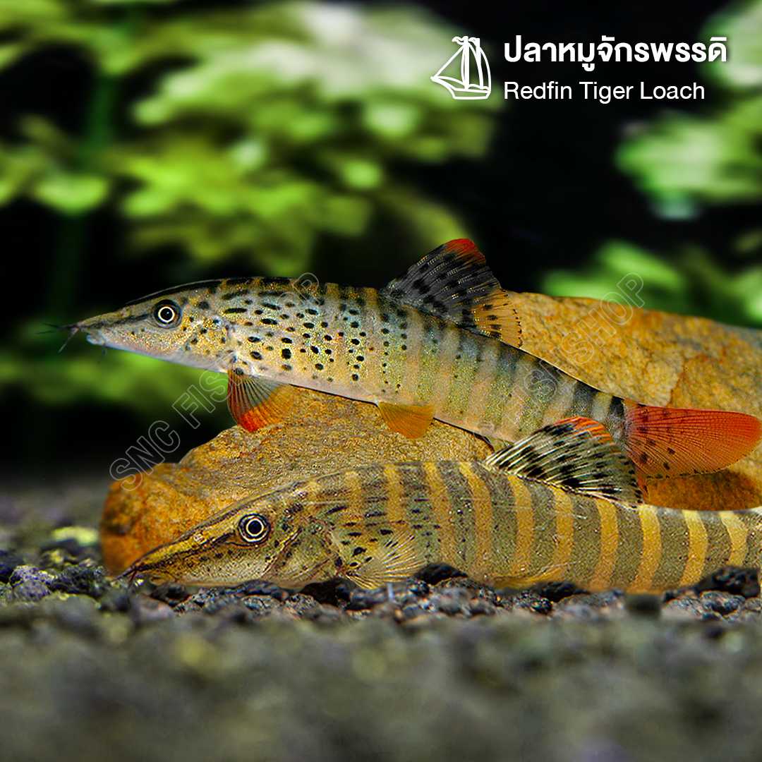 ปลาหมูจักรพรรดิ (Redfin Tiger Loach) ขายเซทละ 2ตัว/5ตัว ไซส์ประมาณ 12cm