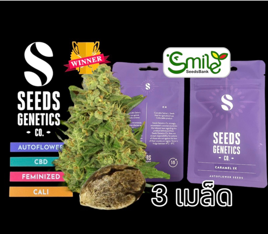 Seeds Genetics.Co Caramel Auto - Pack 3