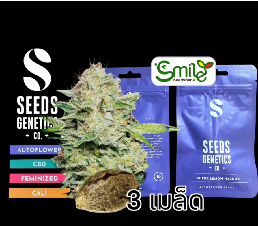 Seeds Genetics.Co Super Lemon Haze Auto - Pack 3