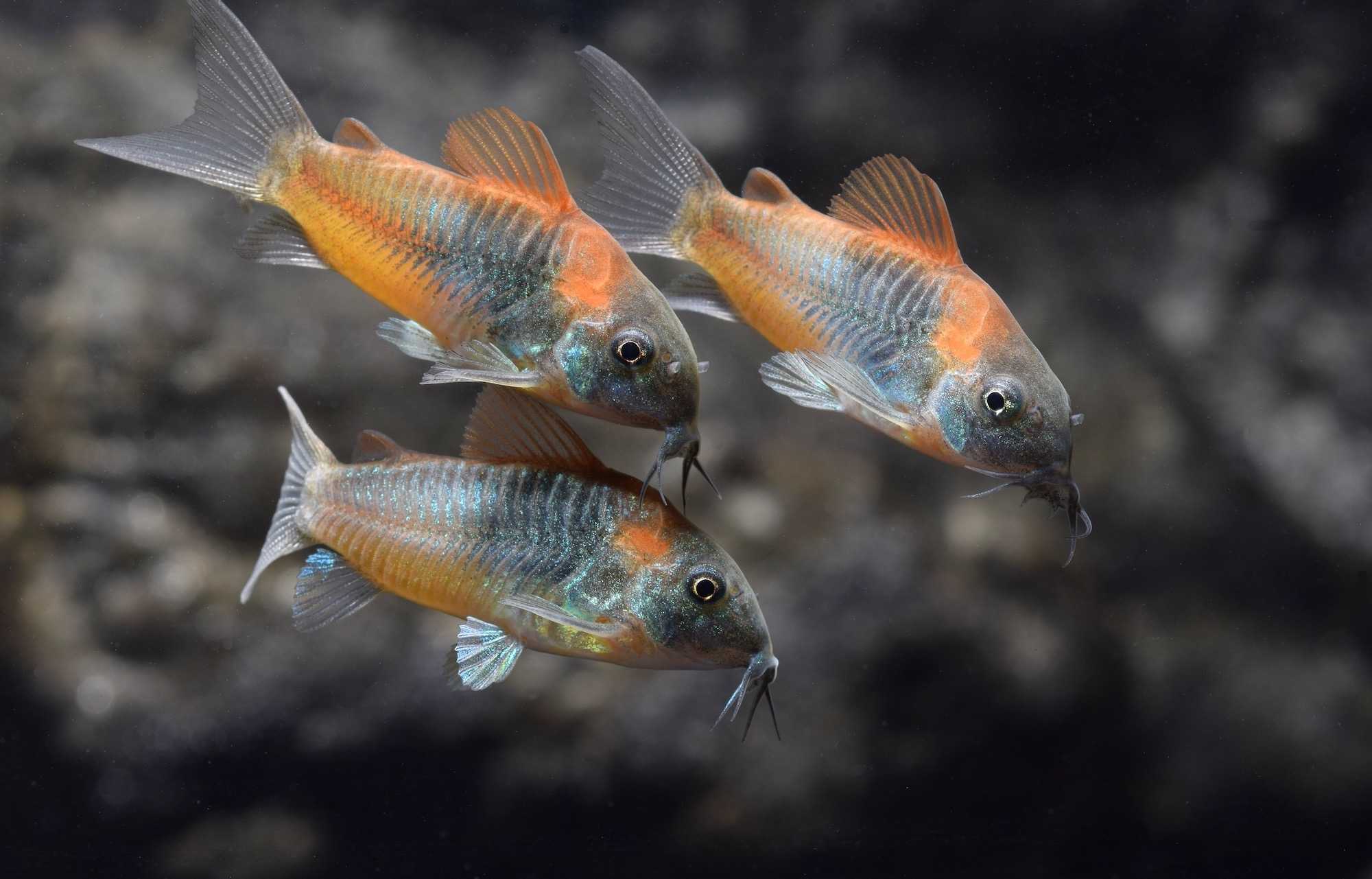 ปลาแพะส้มเวเน (Corydoras Orange Venezuela)