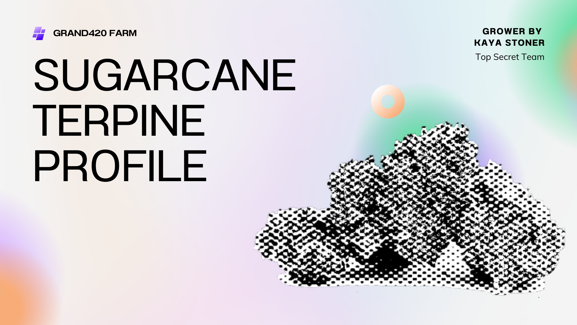 SUGAR CANE