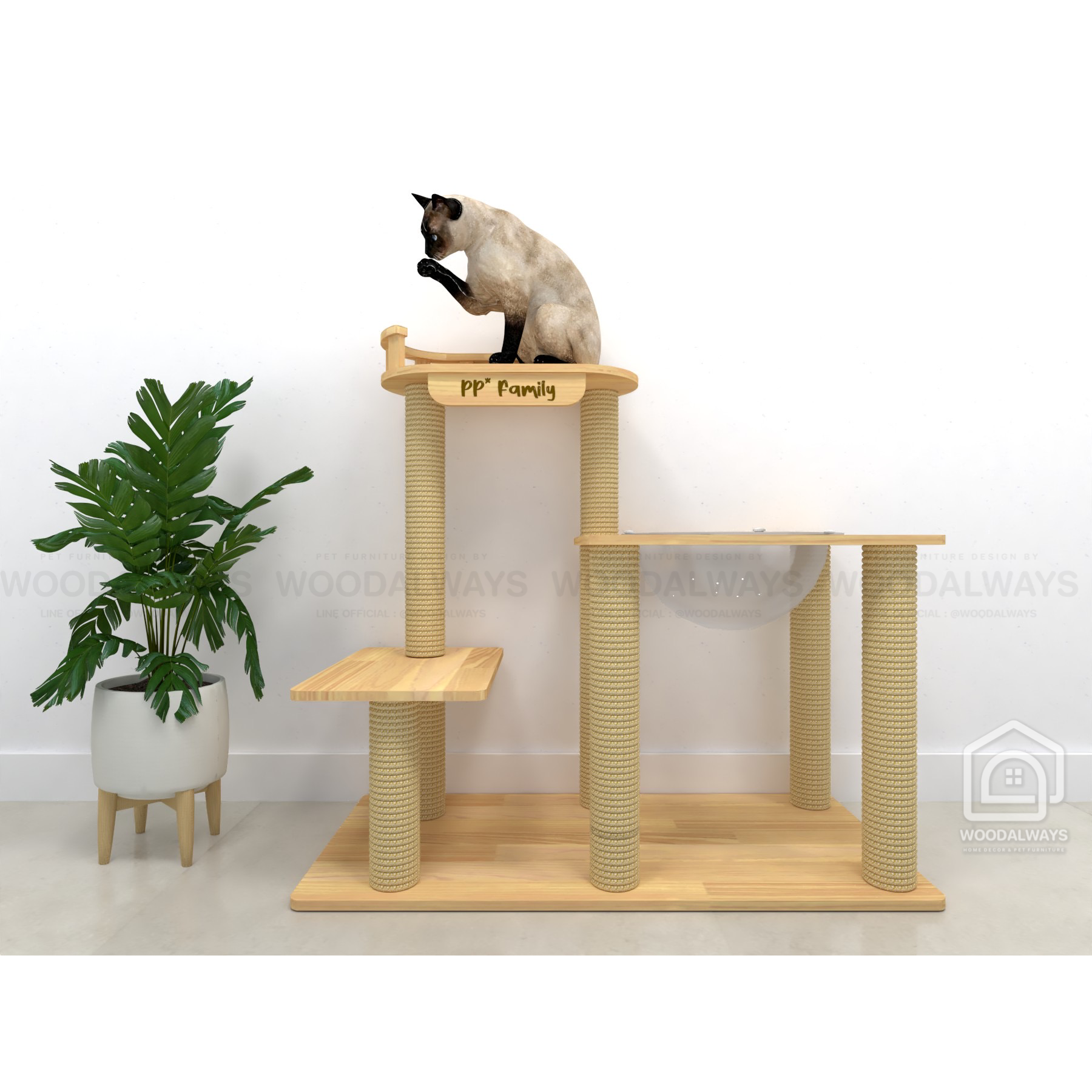 คอนโดแมว | Catcondo-15