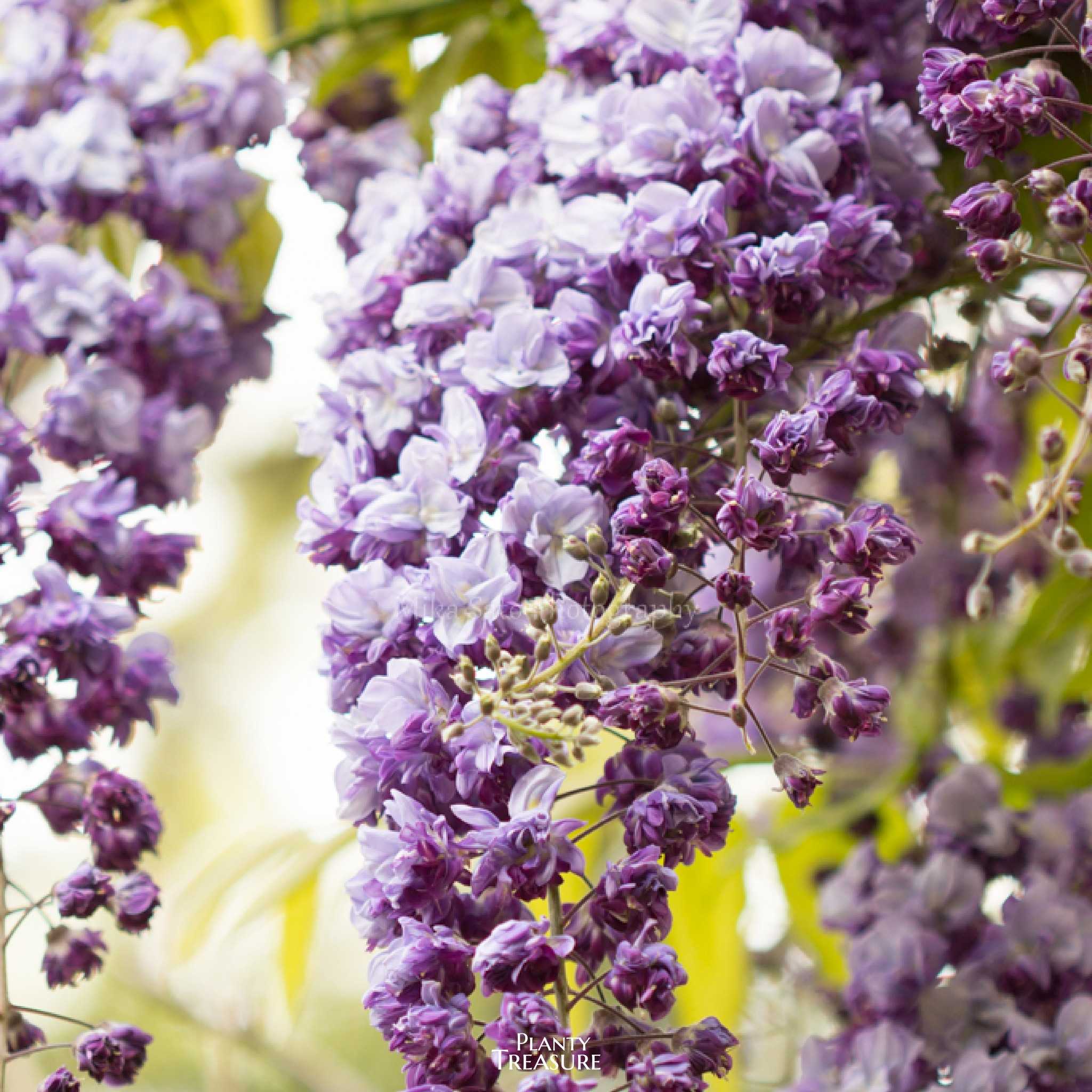 Wisteria’Violacea Plena’
