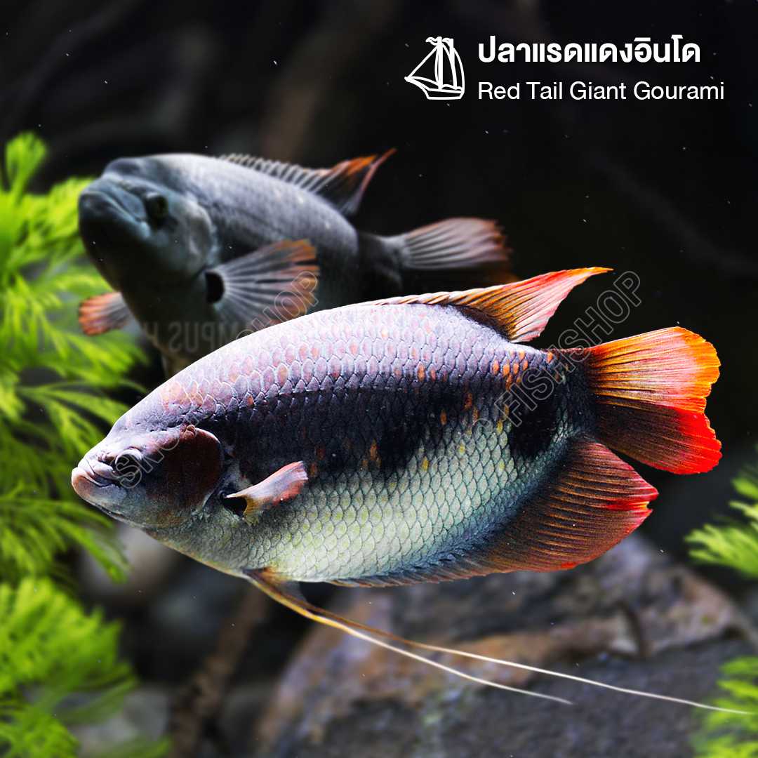 ปลาแรดแดงอินโด (Red Tail Giant Gourami) จำนวน 1ตัว มีให้เลือก 2 ไซส์ 8cm และ 15cm