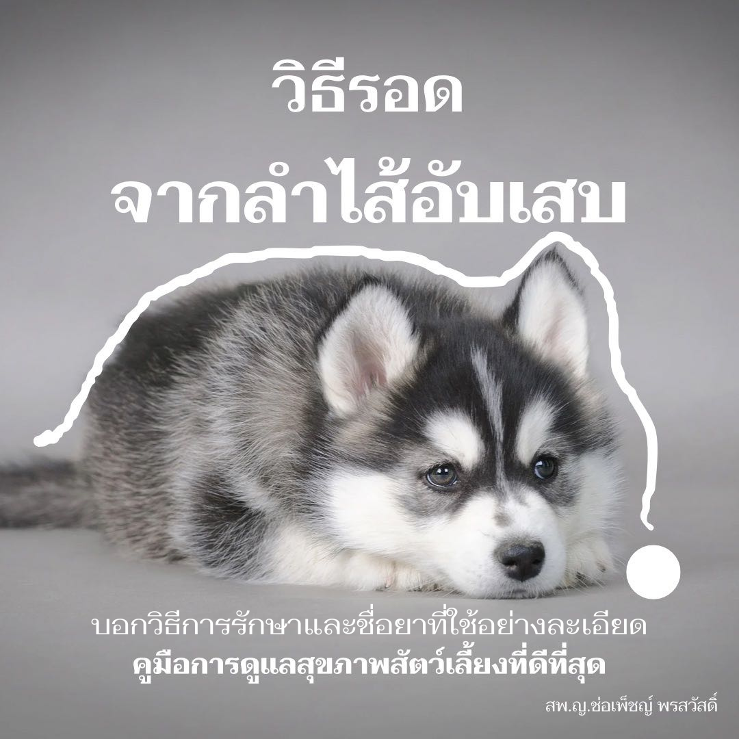 วิธีเลี้ยงสุนัขให้รอด จากโรคสำไส้อักเสบ พาร์โวไวรัส 