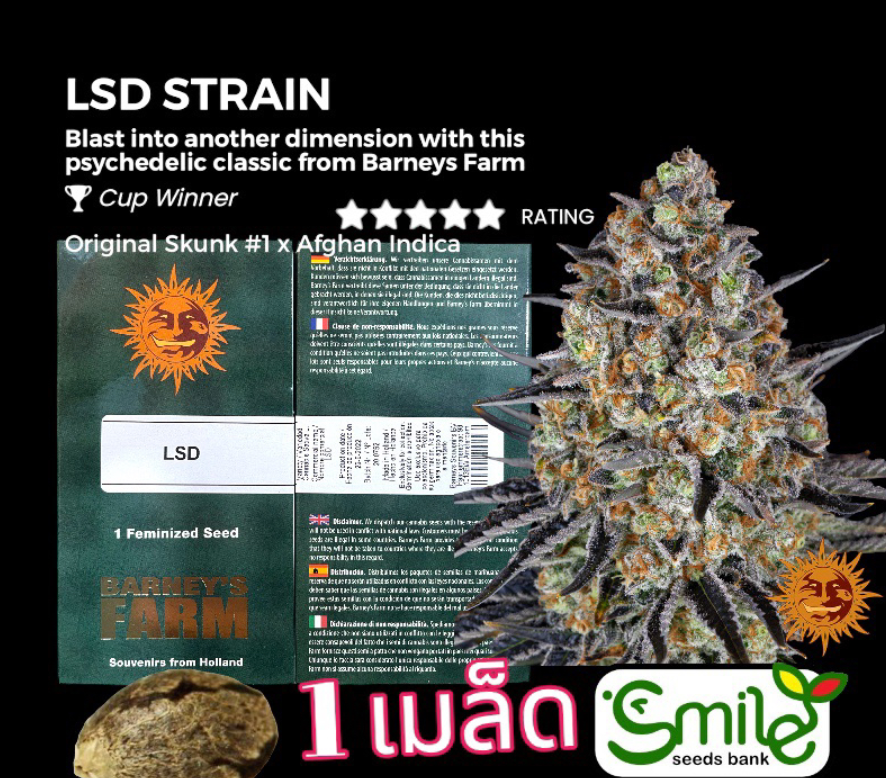 LSD Fem Winner Cup Pack 1 seed