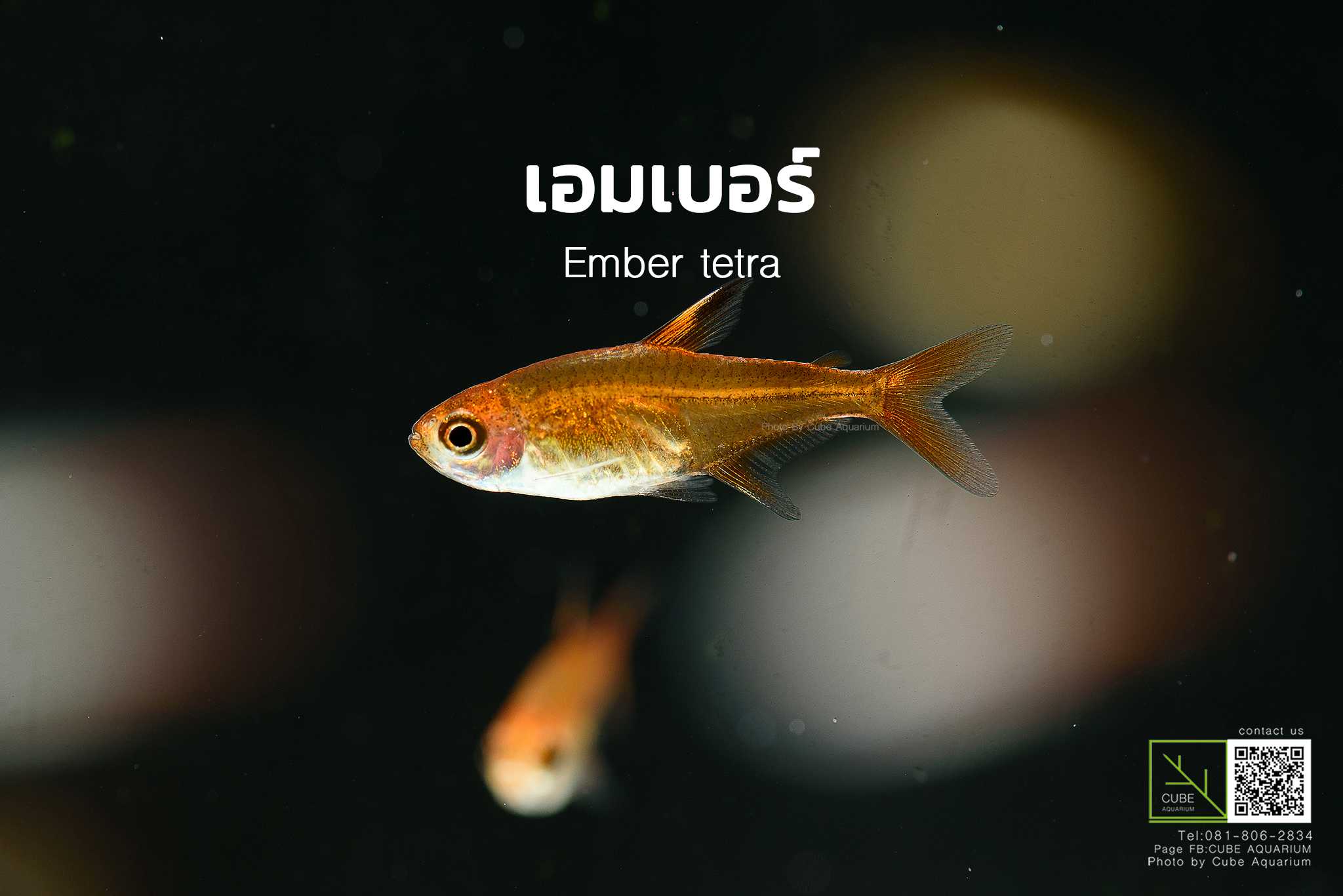 ปลาเอมเบอร์ เตรตร้า Ember tetra