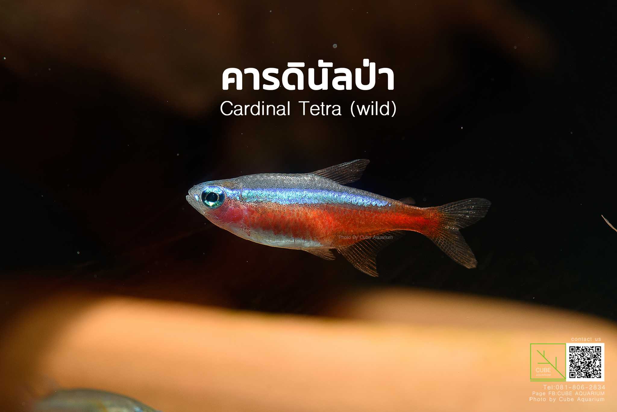 ปลาคารดินัลป่า Cardinal Tetra(wild) 1.3cm 