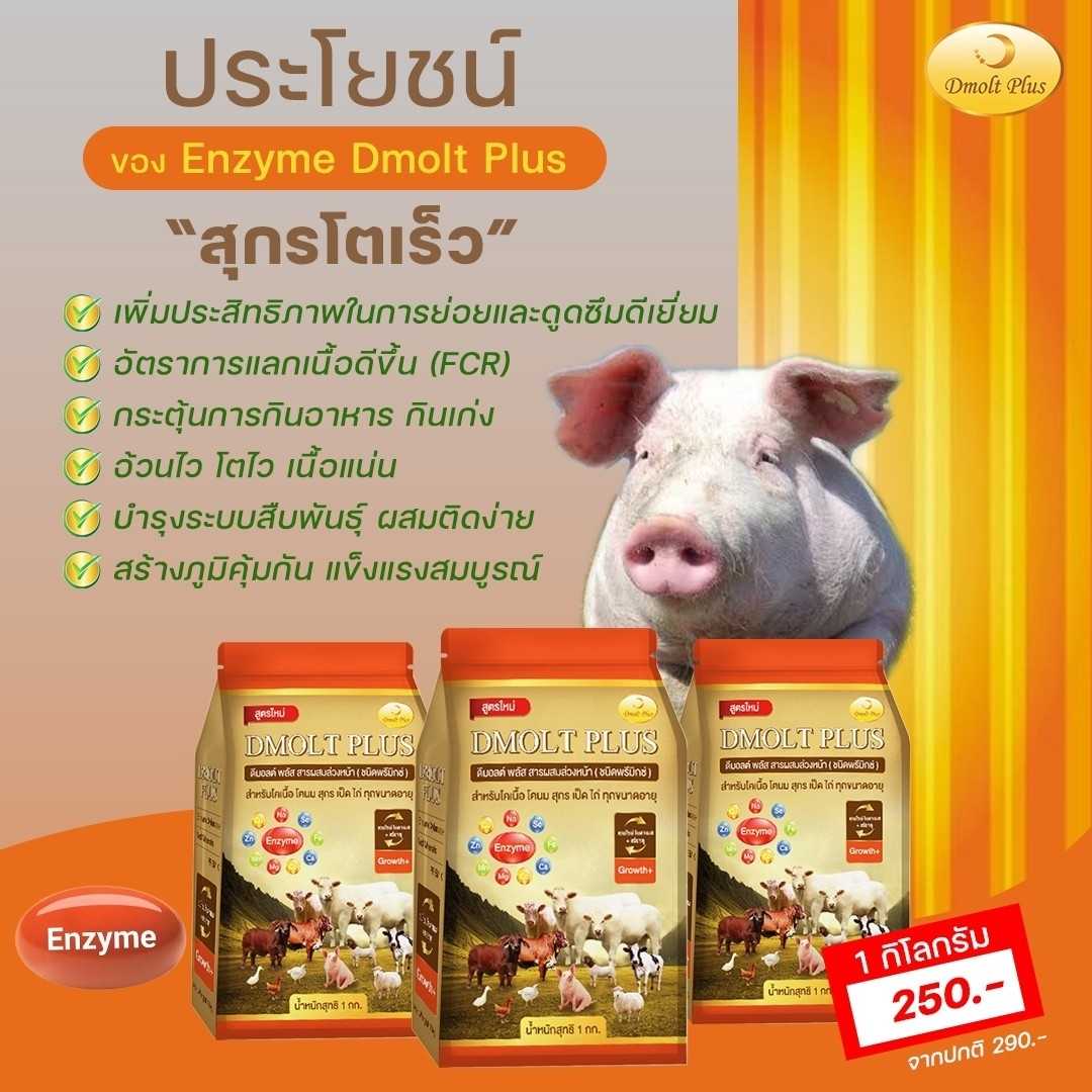 อาหารหมู DMOLT PLUS สารอาหารสำหรับขุนลูกหมู เอนไซม์และแร่ธาตุเพื่อการเจริญเติบโต