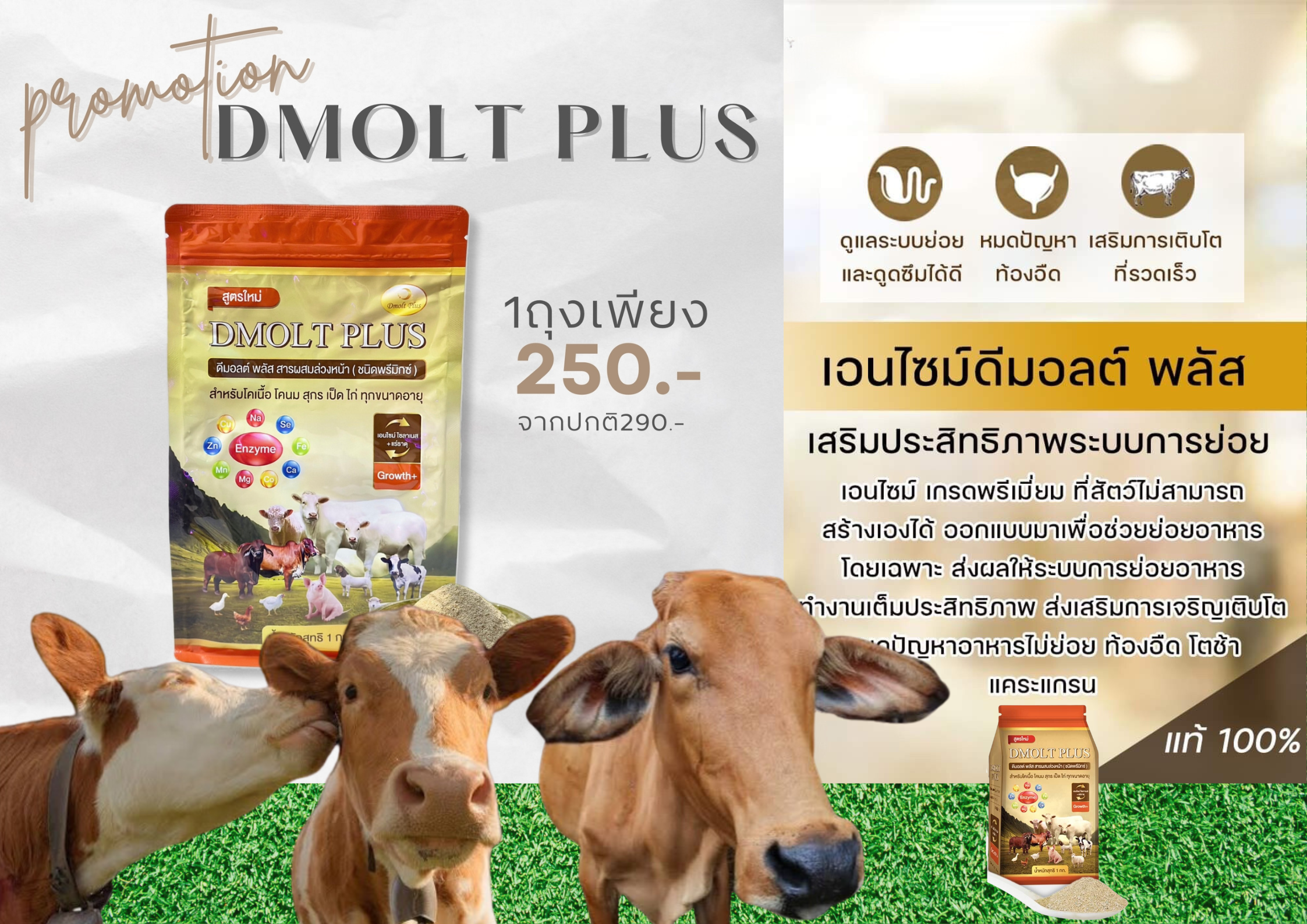 อาหารวัว DMOLT PLUS  ดีมอลต์ พลัส เอนไซม์และแร่ธาตุเพื่อการเจริญเติบโต