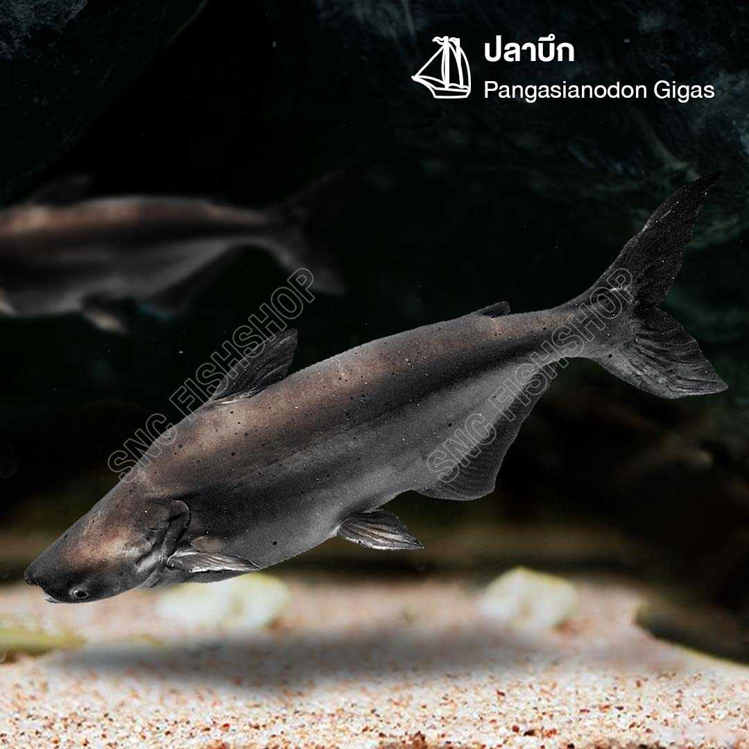 ปลาบึก (Pangasianodon Gigas) ขายเซทละ 2ตัว/5ตัว ไซส์ประมาณ 10cm.