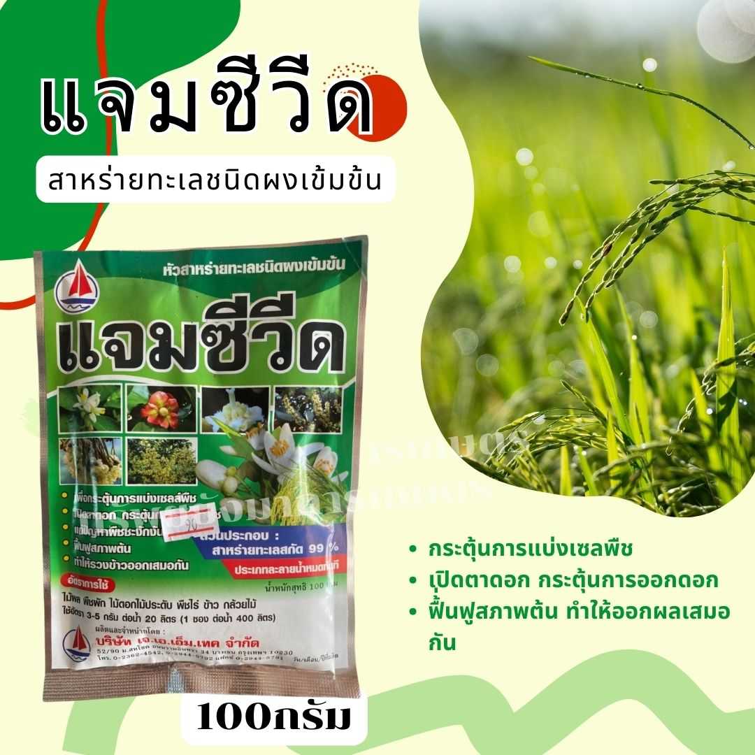 แจมซีวีด หัวสาหร่ายทะเล  ขนาด 100 กรัม ชนิดผง เปิดตาดอก กระตุ้นการออกดอก ฟื้่นฟูสภาพต้น