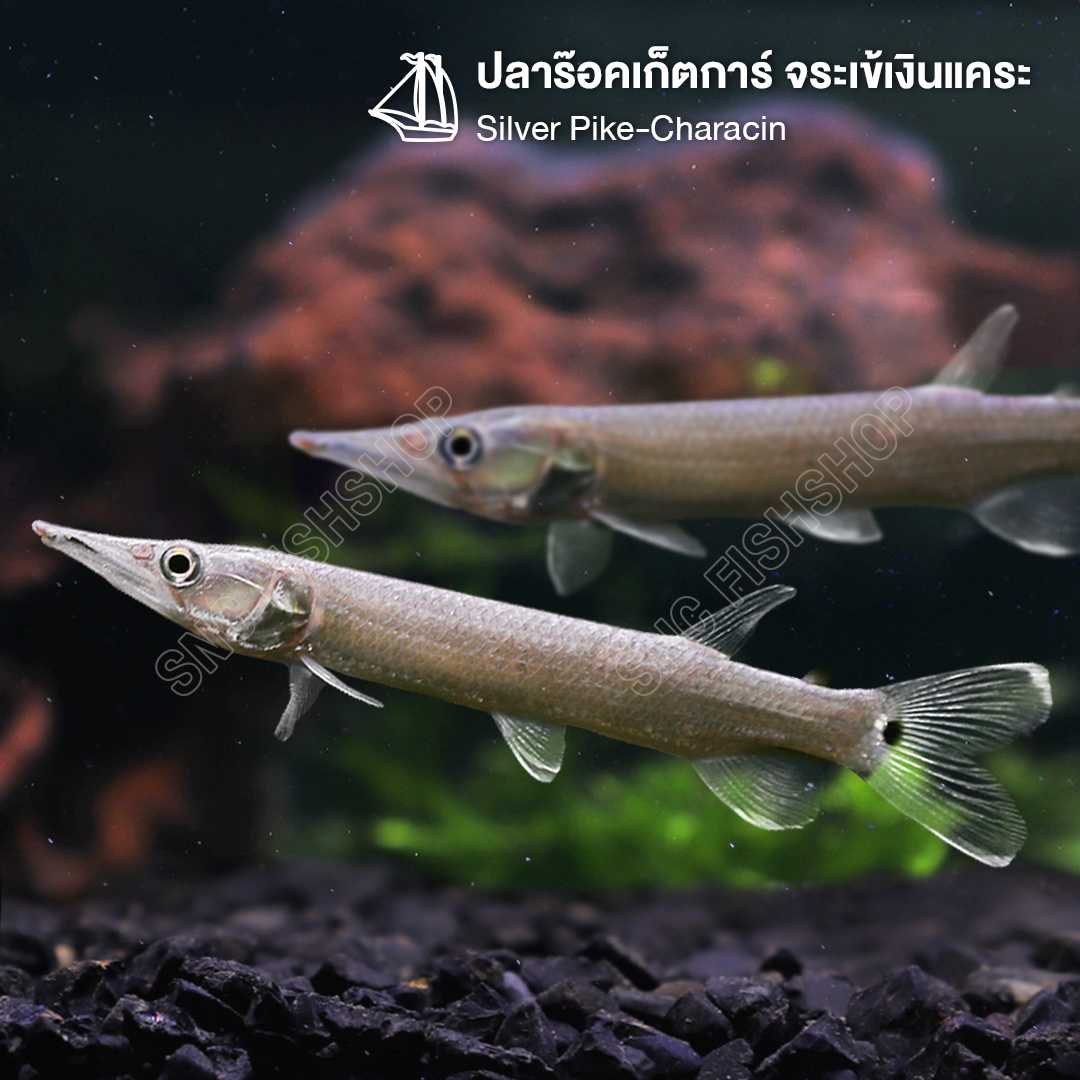 ร๊อคเก็ตการ์ จระเข้เงินแคระ (Silver Pike-Characin) ขายเซทละ 1ตัว/2ตัว ไซส์ประมาณ 7cm.