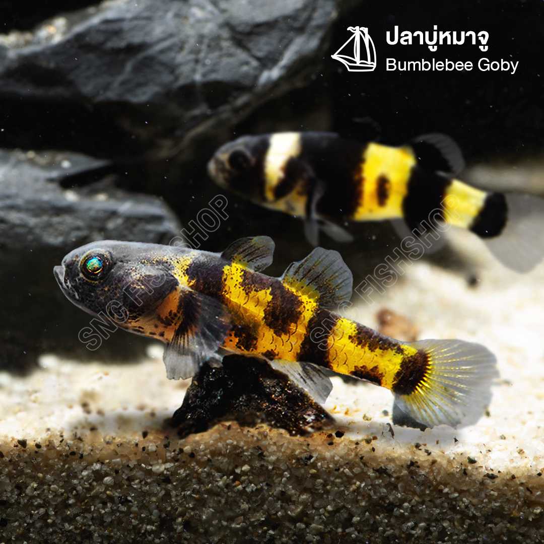ปลาบู่หมาจู (Bumblebee Goby) ขายเซท 5ตัว/12ตัว ไซส์ประมาณ 2cm