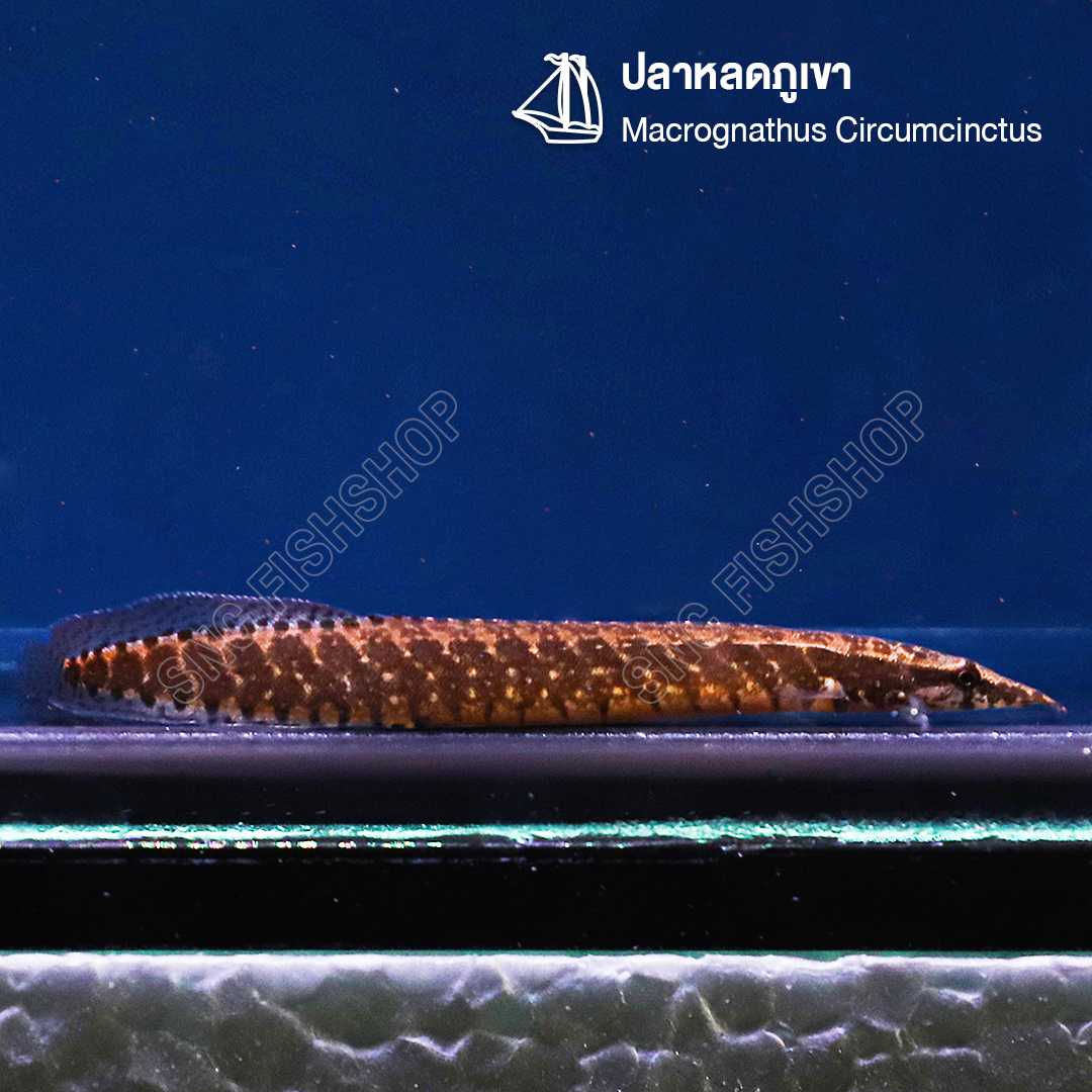 ปลาหลดภูเขา (Macrognathus Circumcinctus) ขายเซทละ 2ตัว /5ตัว ไซส์ประมาณ 8-15cm