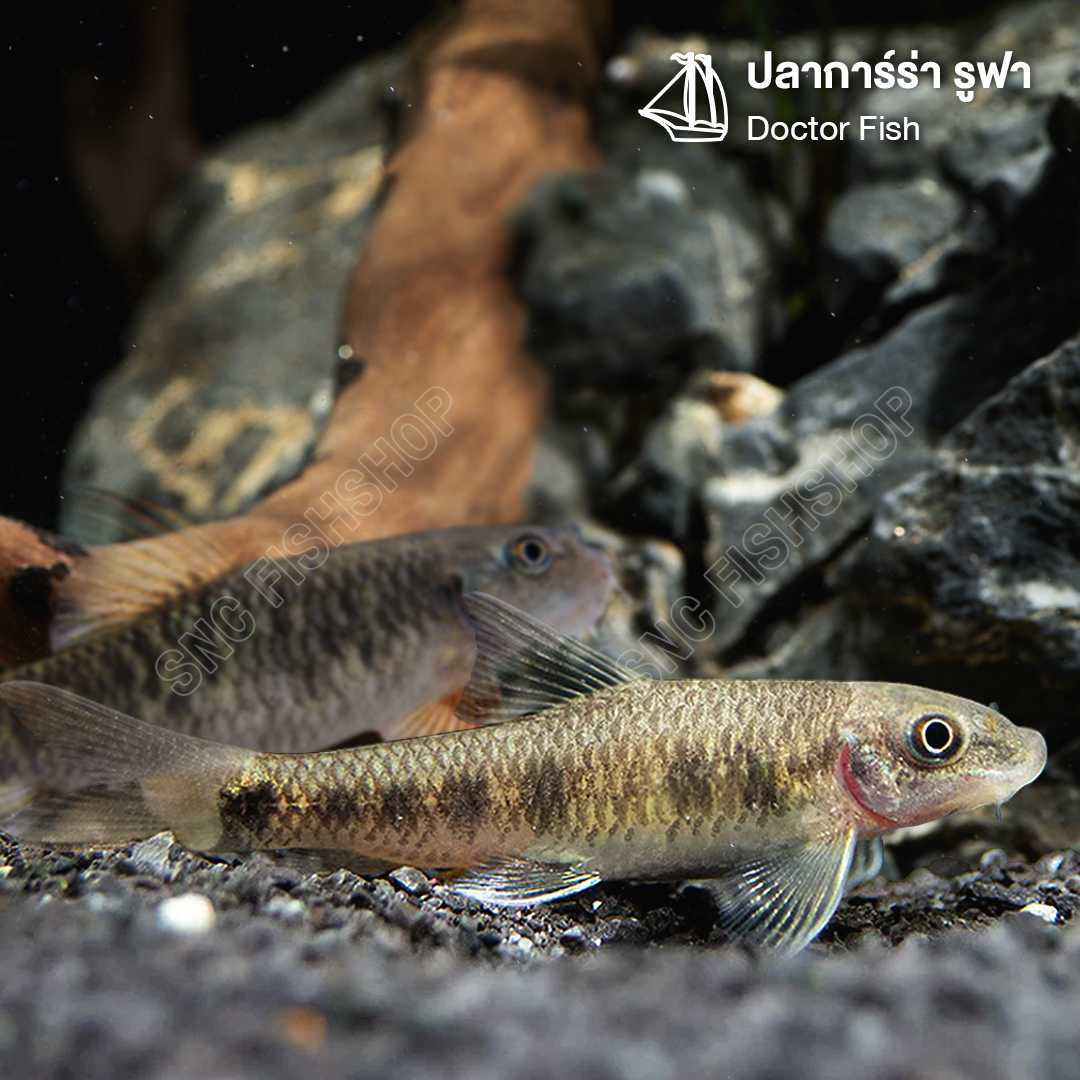 ปลาการ์ร่า รูฟา (Doctor Fish) ขายเซทละ 5ตัว/12ตัว ไซส์ประมาณ 3cm.