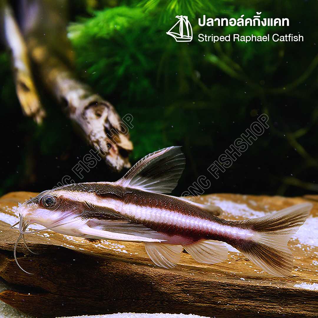 ปลาทอล์คกิ้งแคท (Striped Raphael Catfish) ไซส์ 4cm. (2ตัว/5ตัว)
