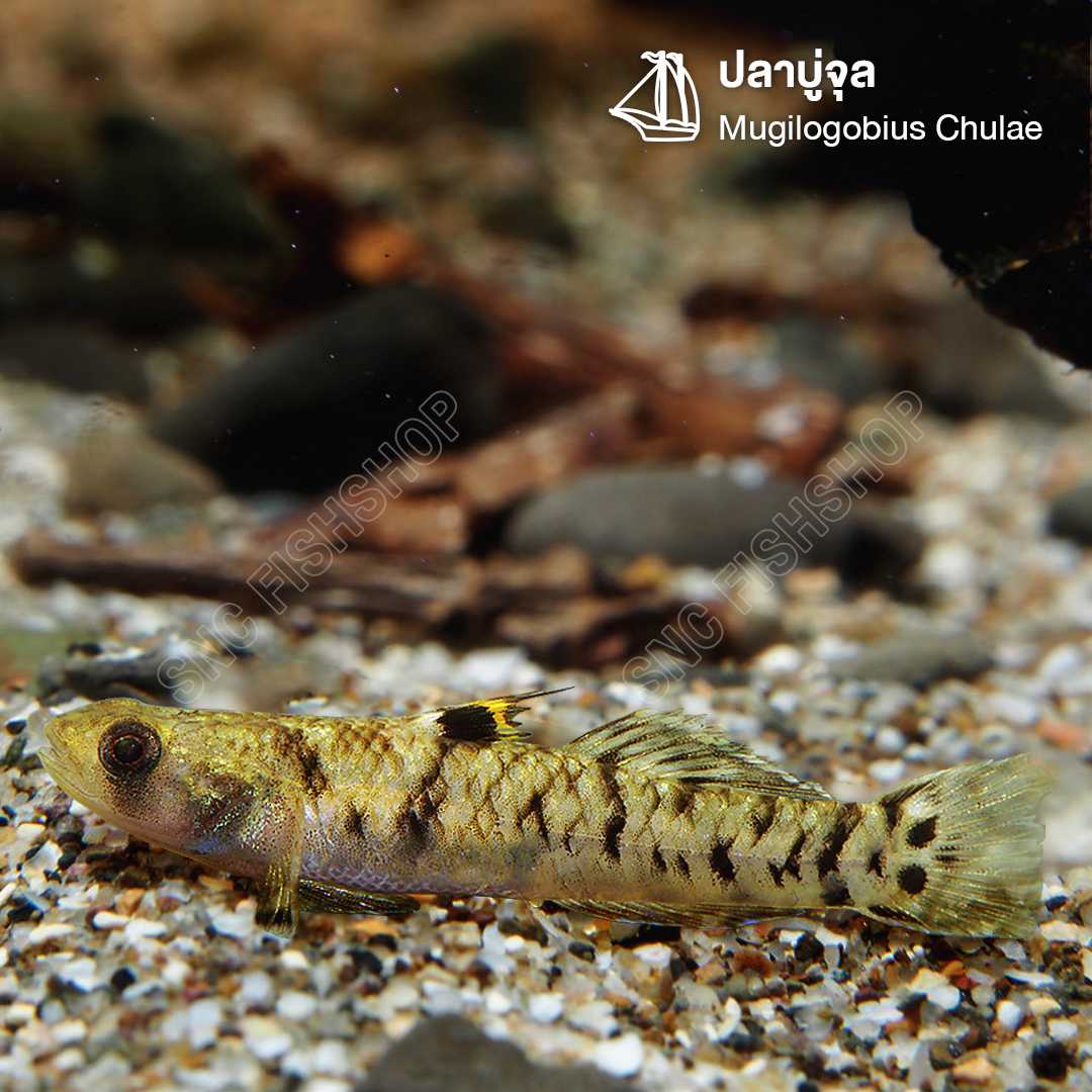 ปลาบู่จุล (Mugilogobius Chulae) ขายเซทละ 5ตัว/12ตัว ไซส์ 2cm.