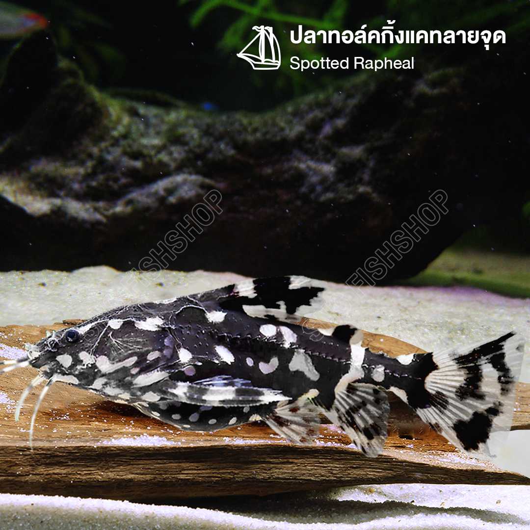 ปลาทอล์คกิ้งแคทลายจุด (Spotted Rapheal) ขายเซทละ 2ตัว/5ตัว ไซส์ประมาณ 4cm.