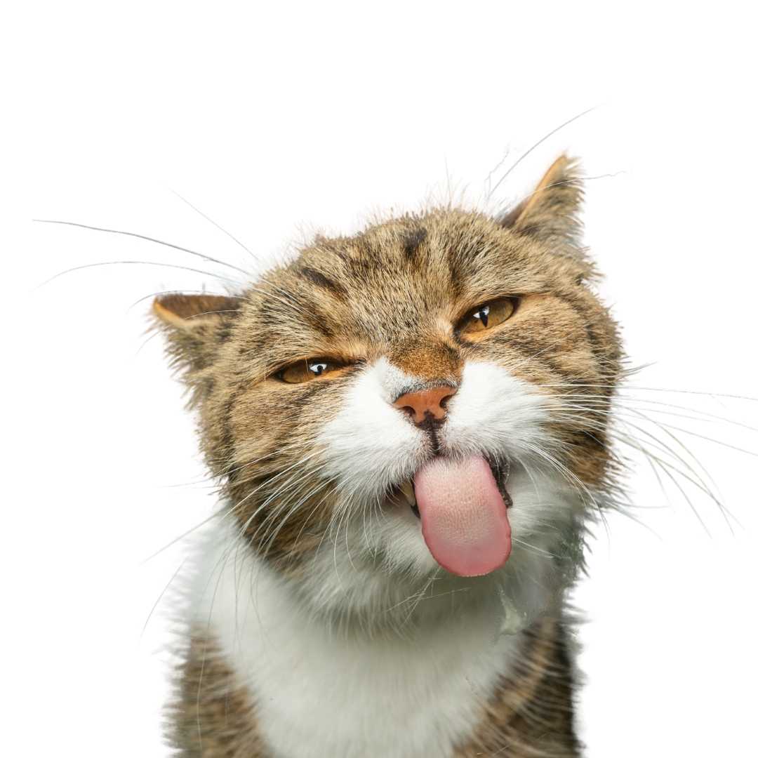 An Image