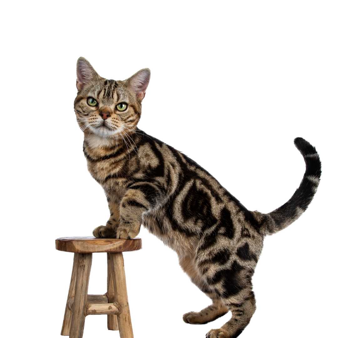 An Image