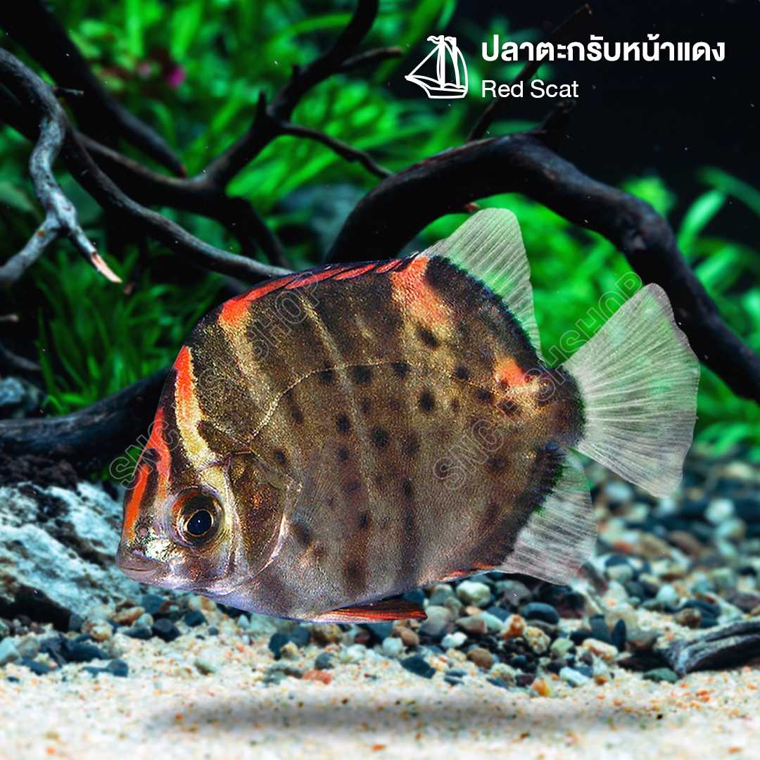 ปลาตะกรับหน้าแดง (Red Scat) ขายเซทละ 2ตัว/5ตัว ไซส์ประมาณ 3-5cm
