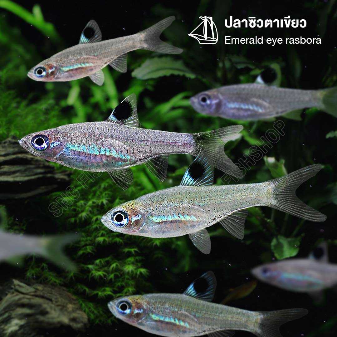 ปลาซิวตาเขียว (Green Neon Rasboara) ขายเซทละ 5ตัว/12ตัว ไซส์ประมาณ 1.5cm