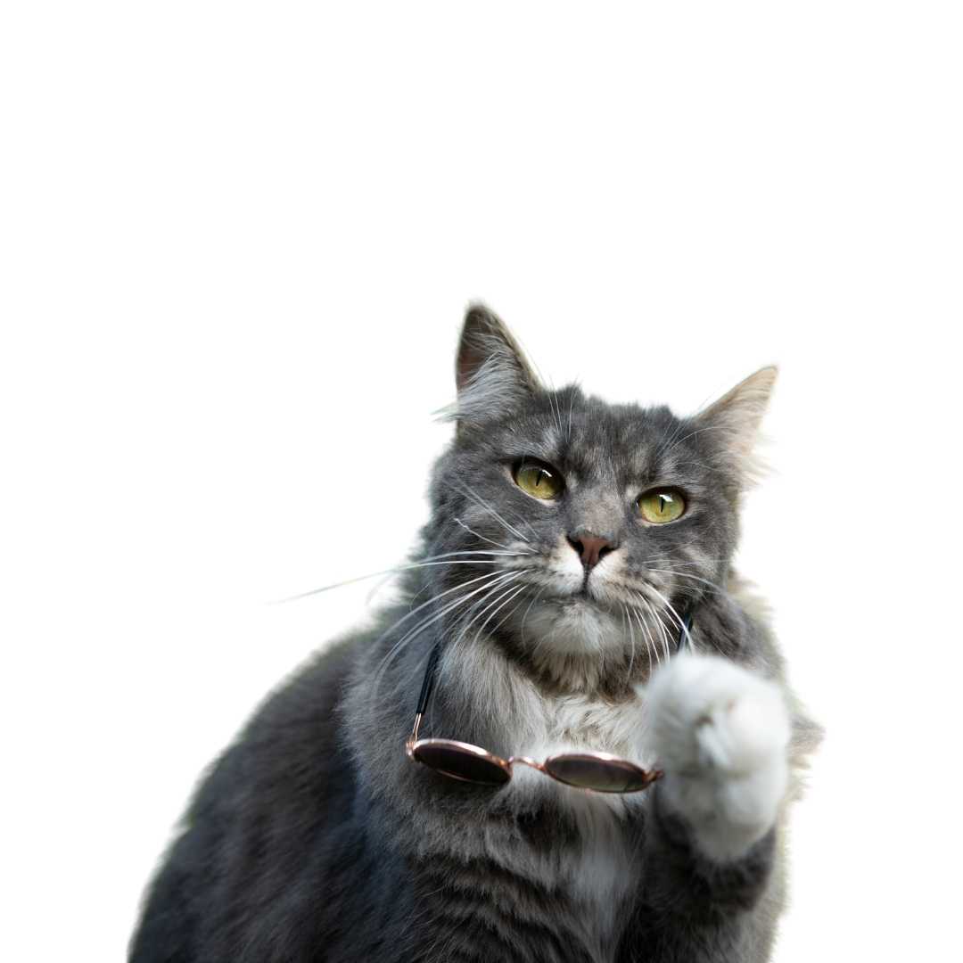 An Image