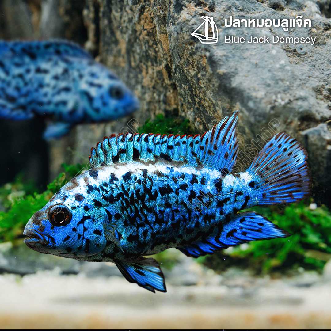 ปลาหมอบลูแจ๊ค (Blue Jack Dempsey) ขายเซท 2ตัว/5ตัว ไซส์ประมาณ 4cm.