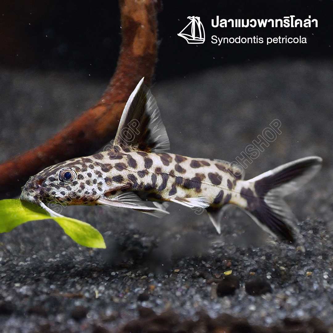 ปลาแมวพาทริโคล่า Synodontis petricola ขายเซทละ 2ตัว/5ตัว ไซส์ประมาณ 2cm
