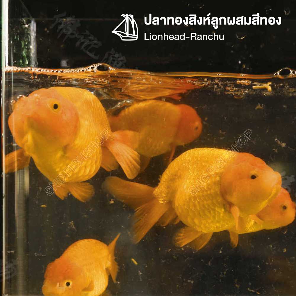 สิงห์ลูกผสมสีทอง (Lionhead-Ranchu) ขายเซทละ 1ตัว/2ตัว มีให้เลือก 2 ไซส์  2นิ้ว และ 3นิ้ว