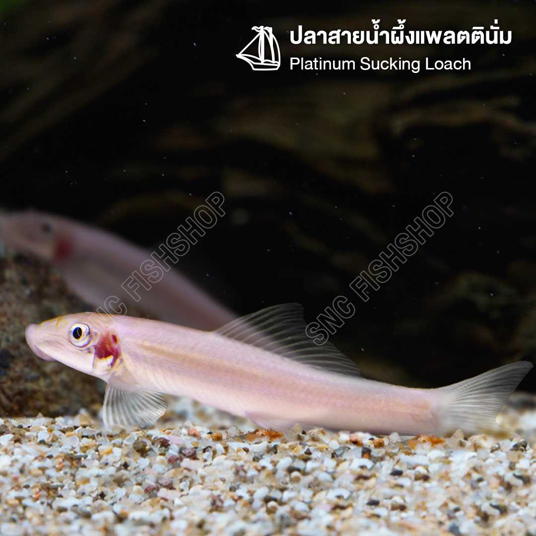 ปลาสายน้ำผึ้งแพลตตินั่ม (Platinum Sucking Loach) ขายเซทละ 2ตัว/5ตัว ไซส์ประมาณ 6.5cm.