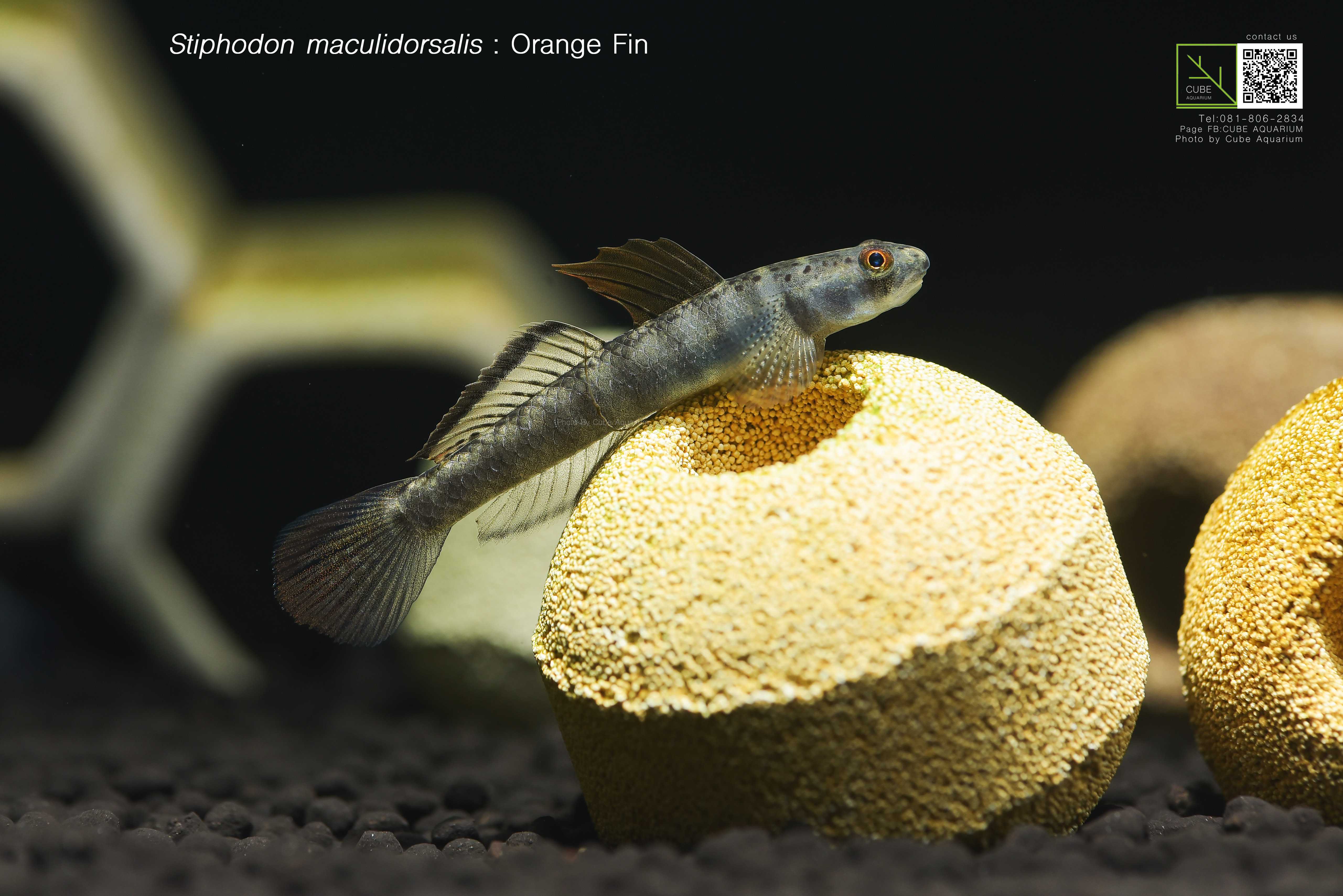 Stiphodon maculidorsalis 2.3” 