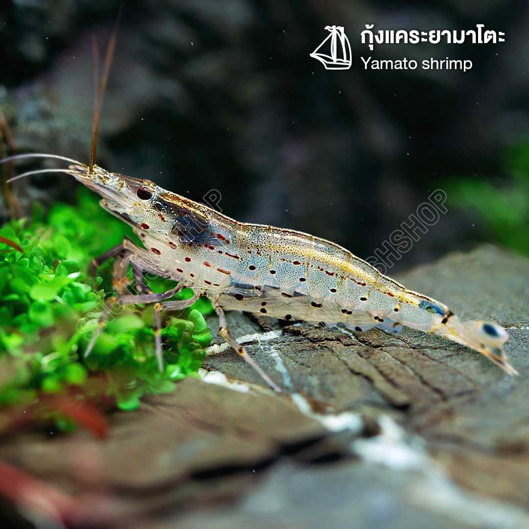 Best Seller กุ้งแคระยามาโตะ YAMATO SHRIMP(Amano shrimp) ขายเซทละ 3ตัว/5ตัว ไซส์ 1.5 - 2.5cm.