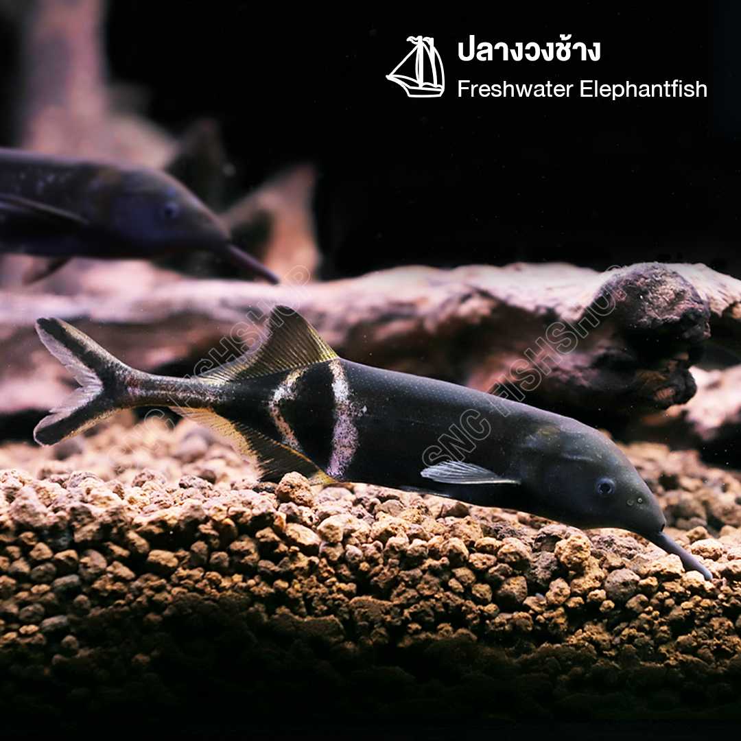ปลางวงช้าง (Freshwater Elephantfish) จำนวน 1 ตัว ไซส์ 10cm.